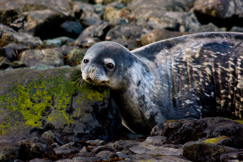 Weddell Seal